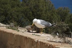 Seagull and chicks