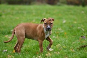 Dog walking in a park