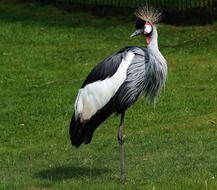 elegant grey crowned crane