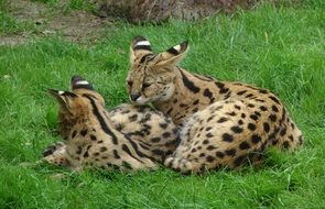 two wild cats lie on green grass