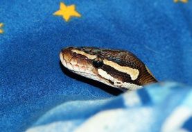 Python head close up, boa Constrictor