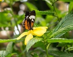 closeup picture of exotic butterfly in the butterfly garden