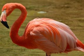 beautiful and amazing Flamingo Pink