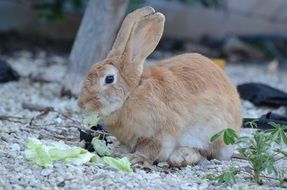 Rabbit Brown