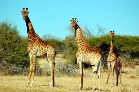 giraffes in wildlife
