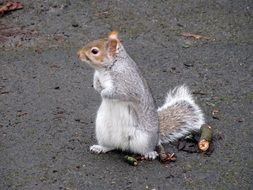 squirrel on the ground in a park in scotland