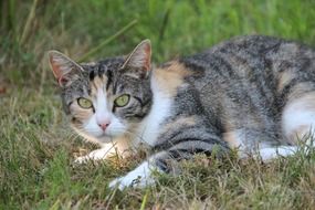 lying low domestic tom cat