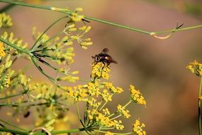 brown insect on the yellow flower