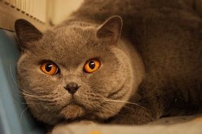 fat grey cat with orange eyes