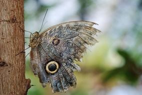 Owl Butterfly closeup free photos