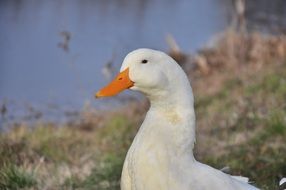 portrait of white duck near the lake
