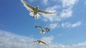 flock of Seagulls at sky