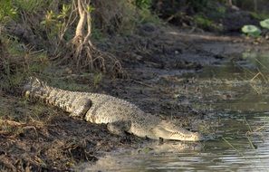 Australian crocodile