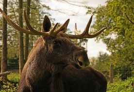 moose with big horns in the forest