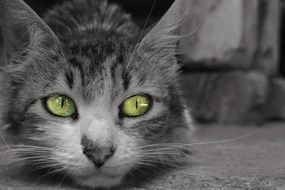 black and white portrait of Feline Cat with green eyes