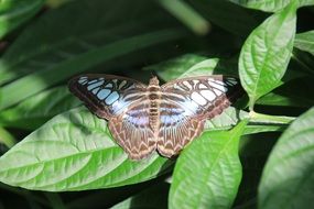 charming brown blue butterfly