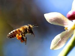 flight of a bee near a flower