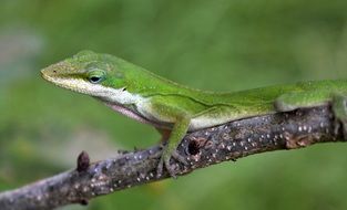 green carolina anole