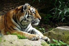 fascinating Cat Predator
