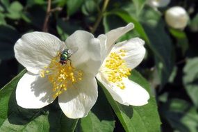 a fly sits on a white flower