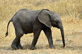 cute elephant baby in Tanzania