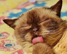 british cat licking itself