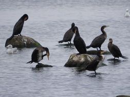 Cormorant Birds covey in water