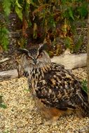 Eurasian Eagle Owl close-up