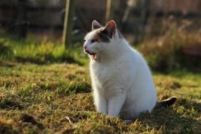 white domestic cat yawns