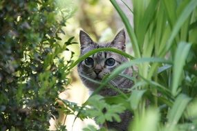 cat's hiding place in the garden