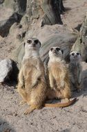 Meerkats in a zoo