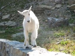 unmatched White Goat baby