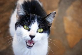 meowing black and white cat