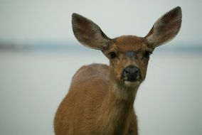 deer with big ears