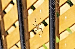 Picture of Spider and Web