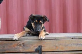 puppy on a wooden step