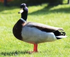 duck on green grass meadow