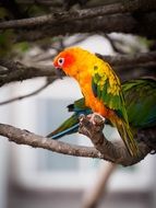 colorful beautiful parrot on a branch