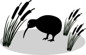 Kiwi Bird among Reeds, illustration