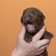 puppy of a chocolate labrador in hand