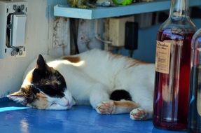 Cat sleeping on table at bottles