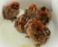 just hatched chicks