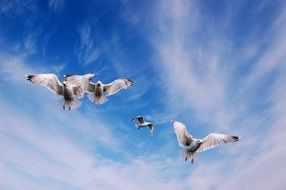 seagulls in flight in blue sky