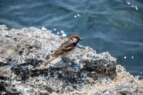 Tree Sparrow Bird
