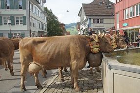 cows in the swiss city