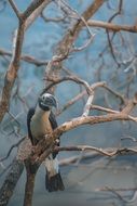 bird on the branches of a bare tree close up