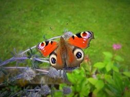 Butterfly and flowers