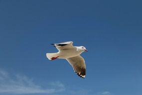 seagull flies in clear blue sky