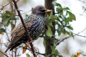 wild songbird on a tree branch