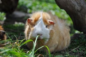 portrait of guinea pig eating grass outdoor